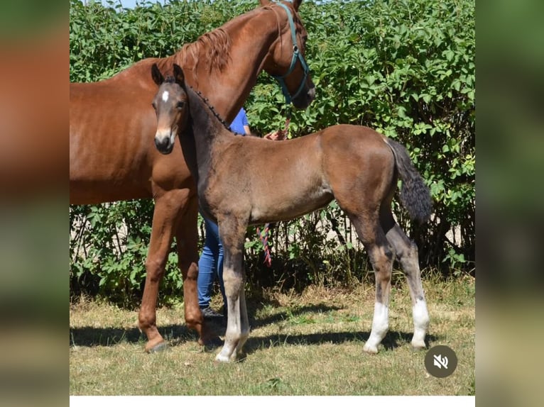 Oldenburg Stallion 11 years 16,2 hh Brown in Rosdorf