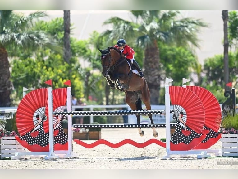 Oldenburg Stallion 12 years 17 hh Bay in Budapest