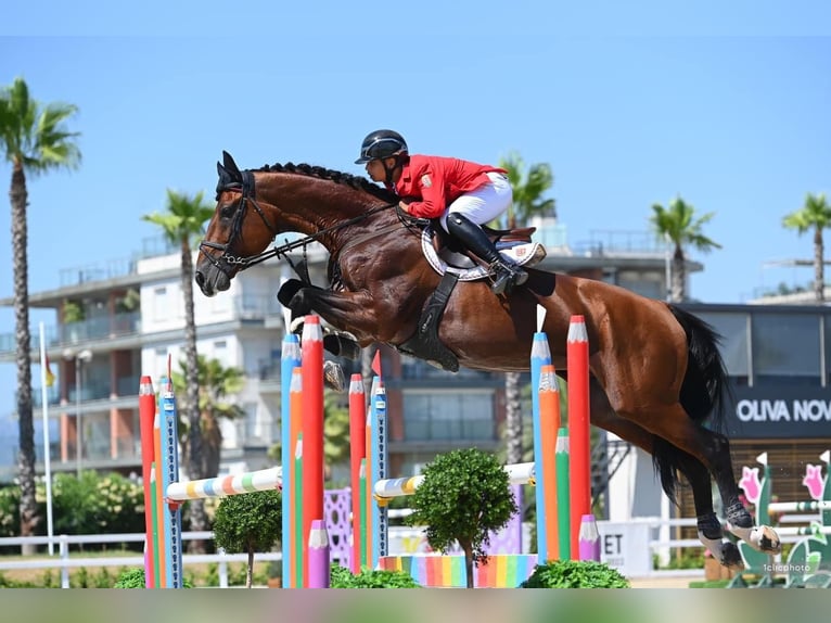 Oldenburg Stallion 12 years 17 hh Bay in Budapest