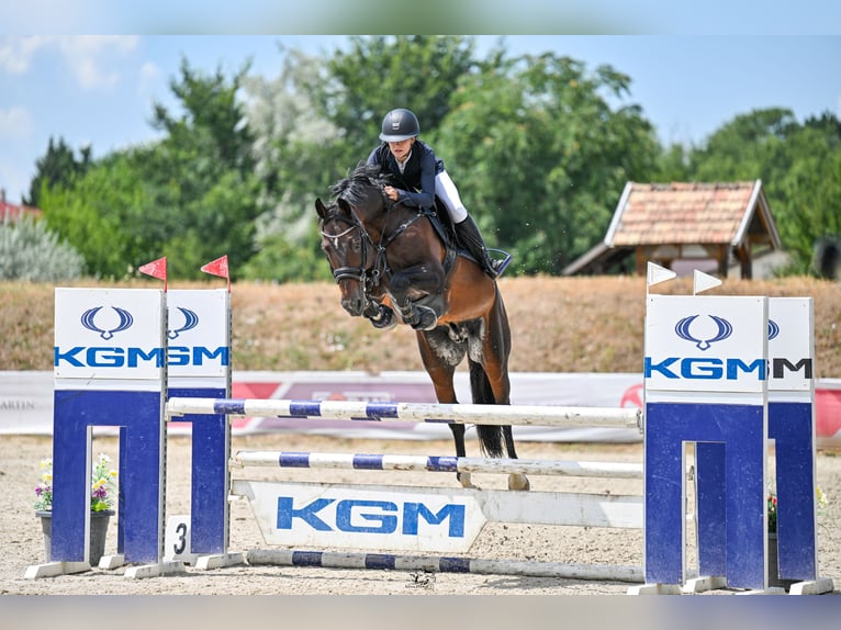 Oldenburg Stallion 13 years 16.1 hh Bay-Dark in Győrújbarát