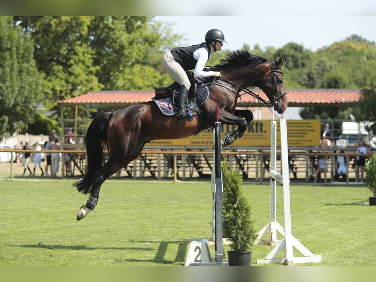 Oldenburg Stallion 13 years 16.1 hh Bay-Dark in Győrújbarát