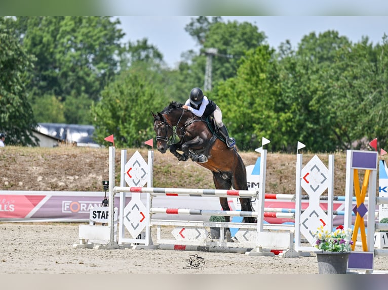 Oldenburg Stallion 13 years 16.1 hh Bay-Dark in Győrújbarát
