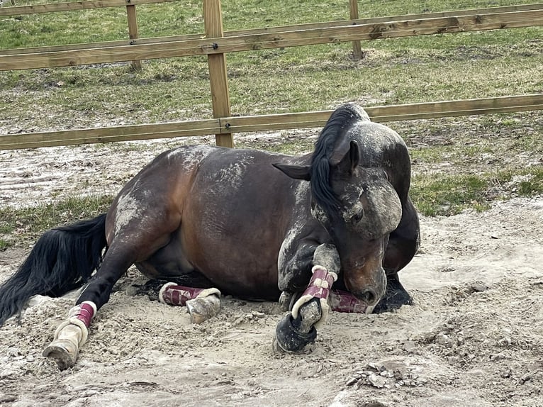 Oldenburg Stallion 14 years 16,1 hh Smoky-Black in Apen