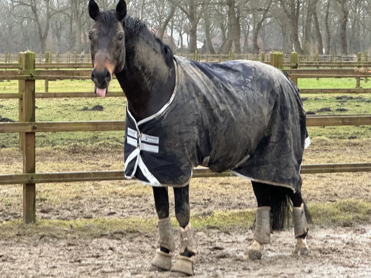 Oldenburg Stallion 14 years 16,1 hh Smoky-Black in Apen