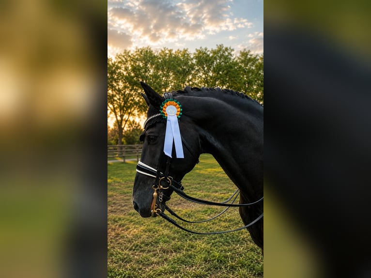 Oldenburg Stallion 15 years 16.1 hh Black in Sprockhövel