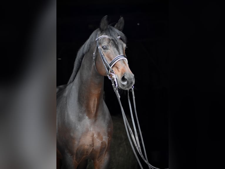 Oldenburg Stallion 15 years 16,2 hh Bay-Dark in Herbstein