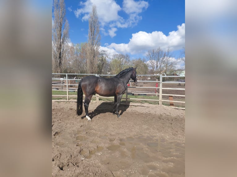 Oldenburg Stallion 17 years Black in Hannover