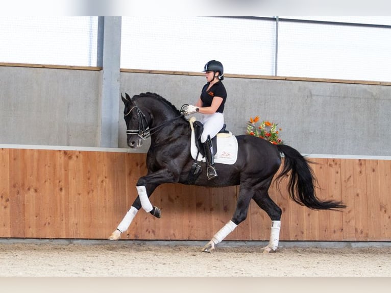 Oldenburg Stallion 18 years 16,1 hh Black in Pilisj&#xE1;szfalu