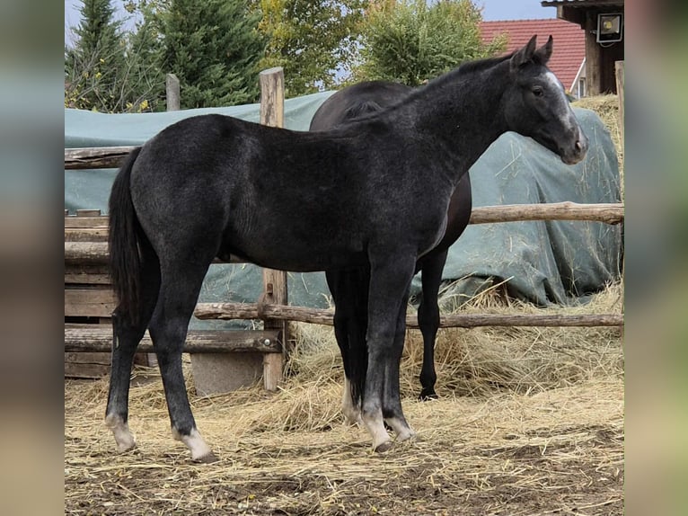 Oldenburg Stallion 1 year 13,2 hh Grey in Üllő