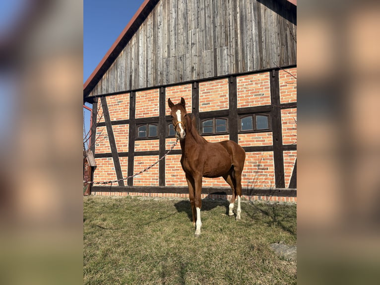 Oldenburg Stallion 1 year 14.1 hh Chestnut-Red in DębówMilicz
