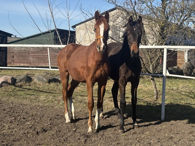 Oldenburg Stallion 1 year 14.1 hh Chestnut-Red in DębówMilicz