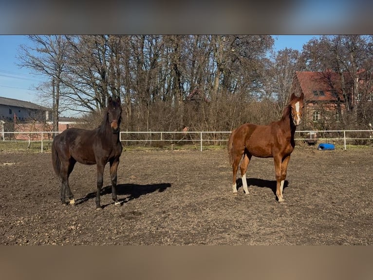 Oldenburg Stallion 1 year 14.1 hh Chestnut-Red in DębówMilicz