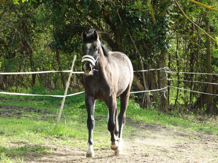 Oldenburg Stallion 1 year 14.1 hh Grey in Üllő