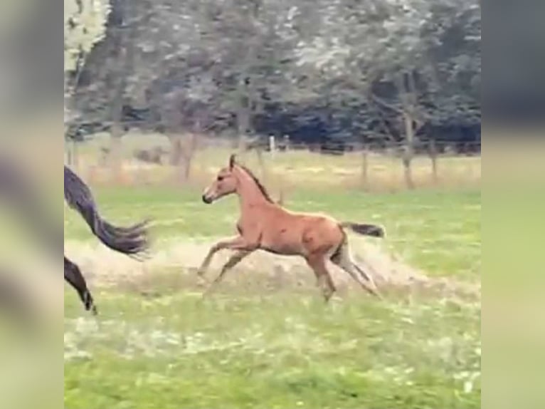 Oldenburg Stallion 1 year 14.2 hh Brown in breendonk