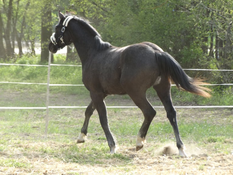 Oldenburg Stallion 1 year 14,1 hh Grey in Üllő