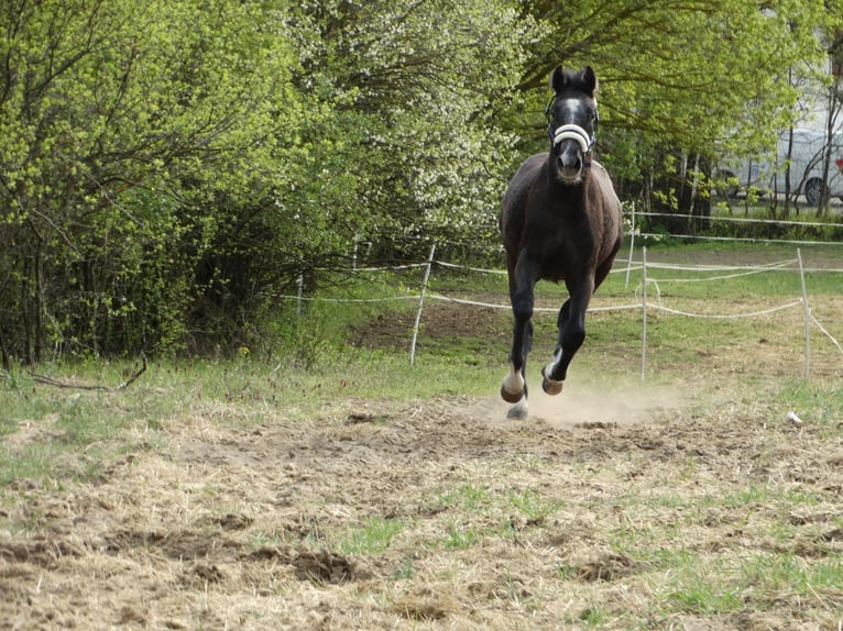 Oldenburg Stallion 1 year 14,1 hh Grey in Üllő