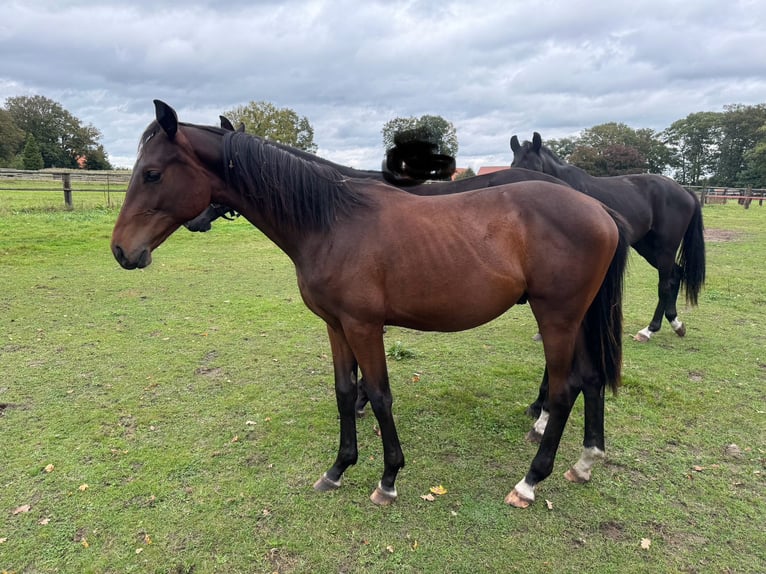 Oldenburg Stallion 1 year 15,1 hh Brown in Hopsten