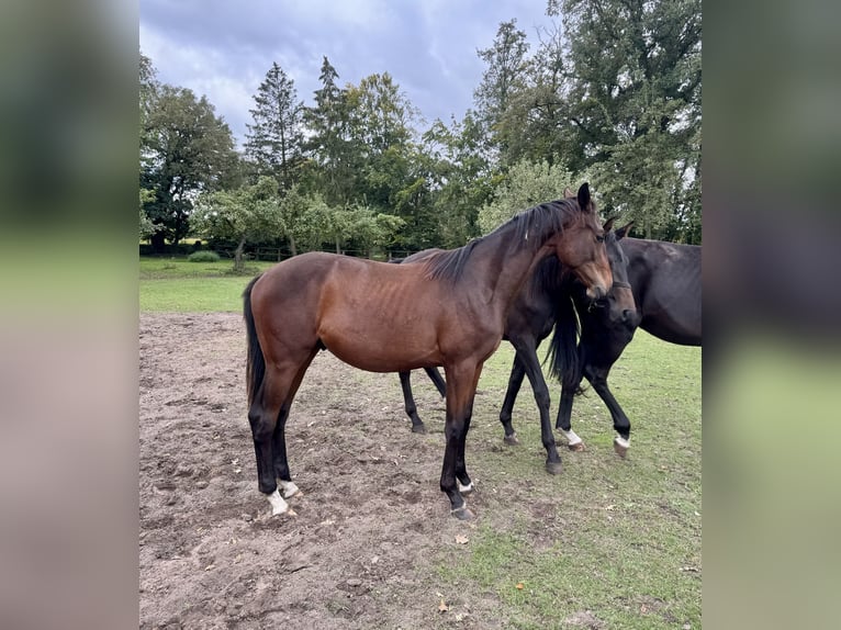 Oldenburg Stallion 1 year 15,1 hh Brown in Hopsten