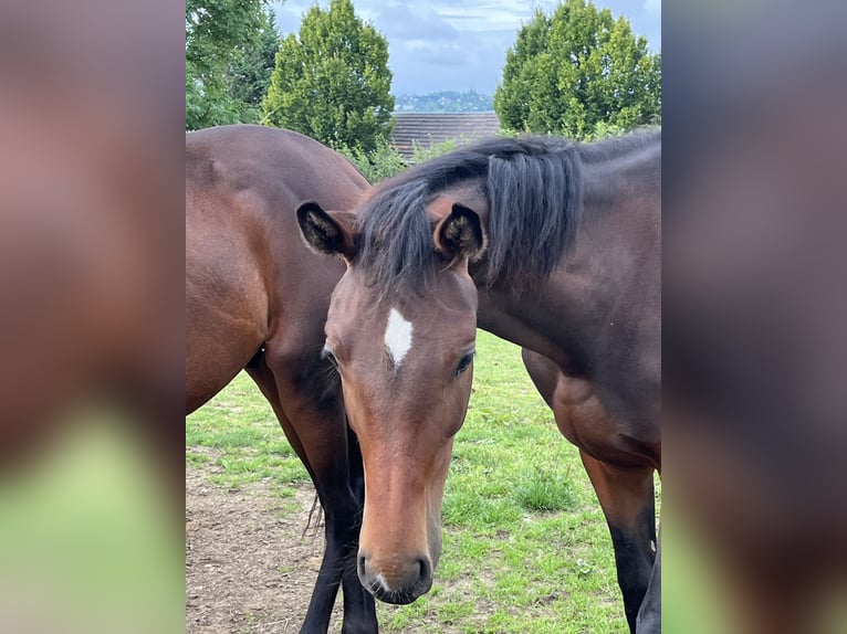 Oldenburg Stallion 1 year 15,1 hh Brown in Hiddenhausen