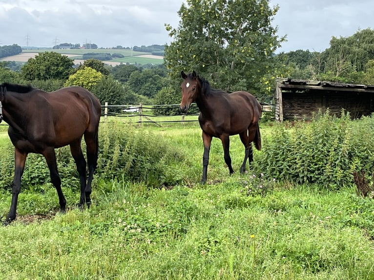 Oldenburg Stallion 1 year 15,1 hh Brown in Hiddenhausen