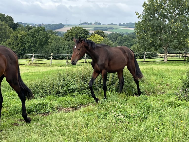Oldenburg Stallion 1 year 15,1 hh Brown in Hiddenhausen