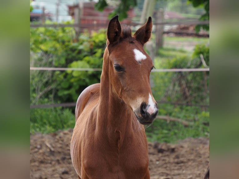 Oldenburg Stallion 1 year 16.1 hh Bay-Dark in Bramsche