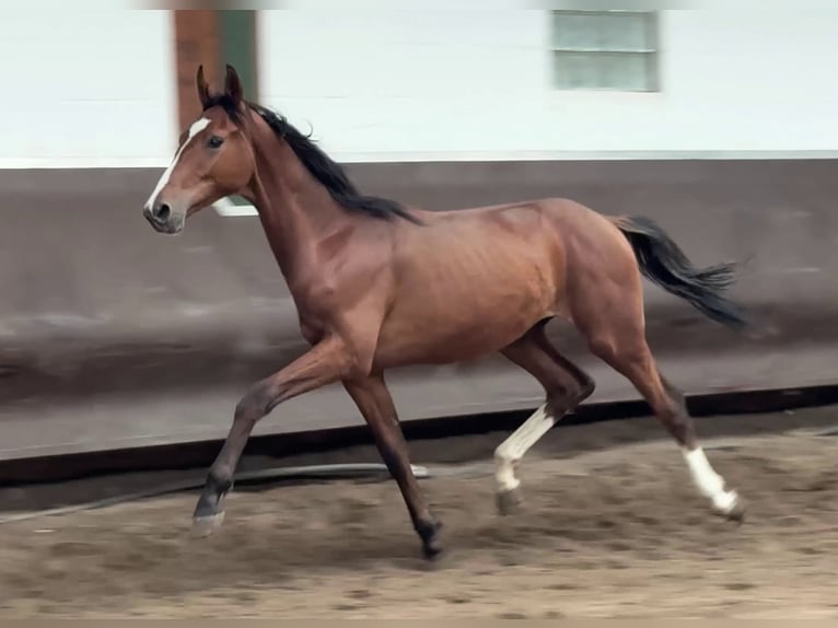 Oldenburg Stallion 1 year 16,1 hh Brown in Bramsche