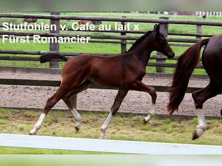 Oldenburg Stallion 1 year 16.1 hh Brown-Light in Bramsche