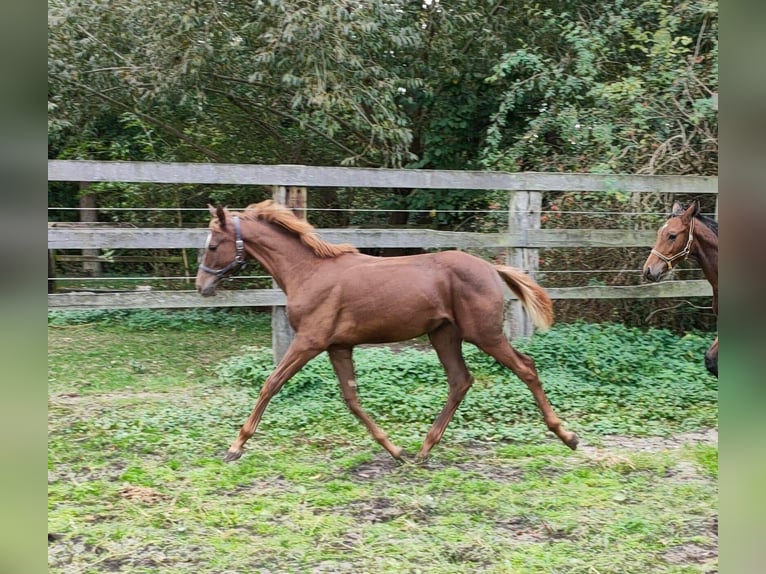 Oldenburg Stallion 1 year 16,1 hh Chestnut in Hoya