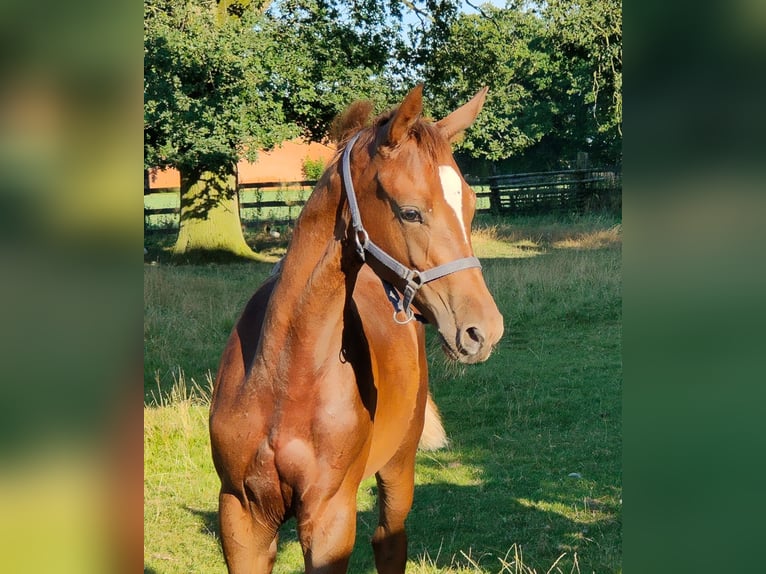 Oldenburg Stallion 1 year 16,1 hh Chestnut in Hoya