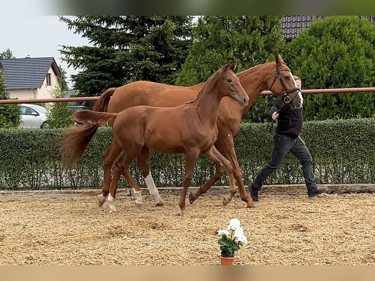 Oldenburg Stallion 1 year 16,1 hh Chestnut-Red in Buk