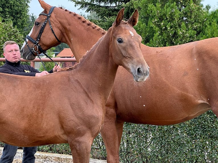 Oldenburg Stallion 1 year 16,1 hh Chestnut-Red in Buk
