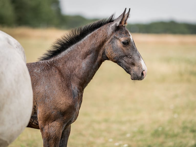 Oldenburg Stallion 1 year 16,1 hh Gray in Zduchovice