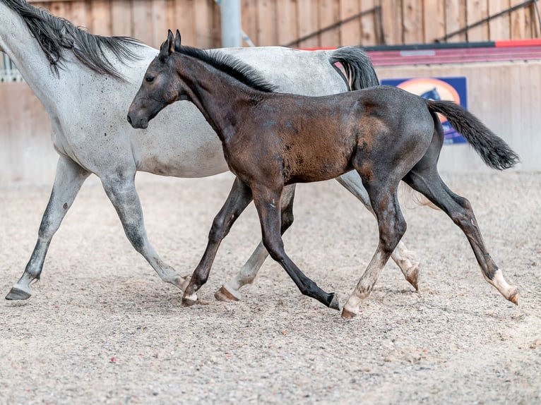Oldenburg Stallion 1 year 16,1 hh Gray in Zduchovice