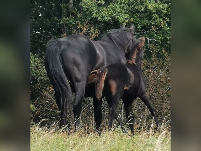 Oldenburg Stallion 1 year 16,1 hh Smoky-Black in Reichshof