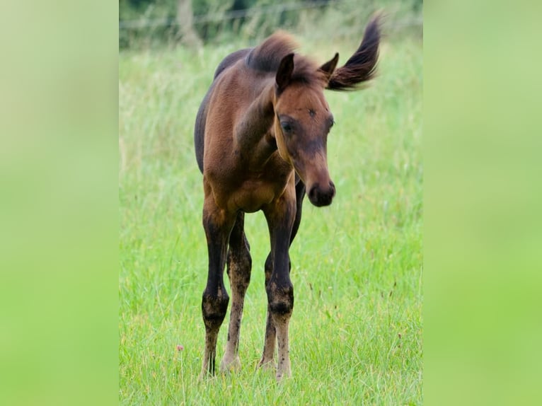 Oldenburg Stallion 1 year 16,1 hh Smoky-Black in Reichshof