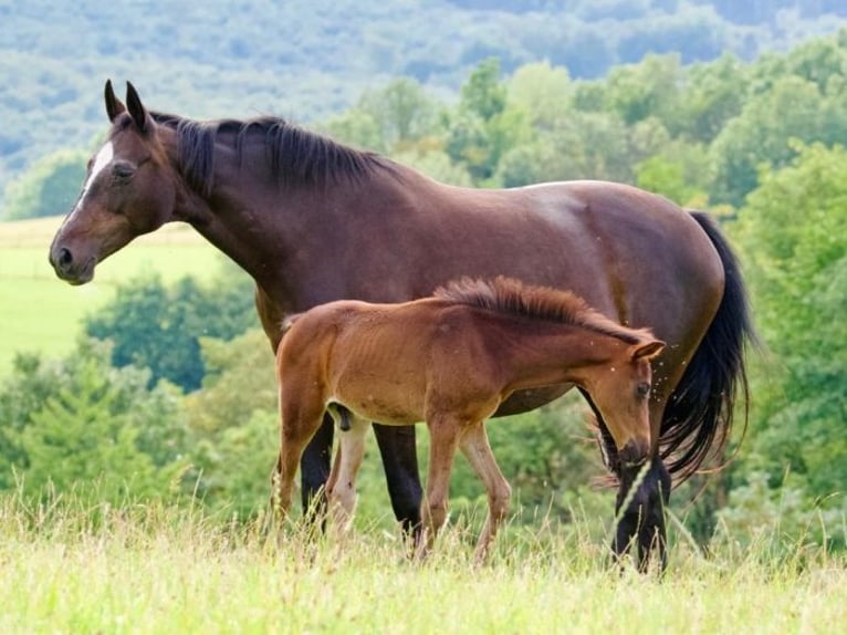 Oldenburg Stallion 1 year 16,1 hh Smoky-Black in Reichshof