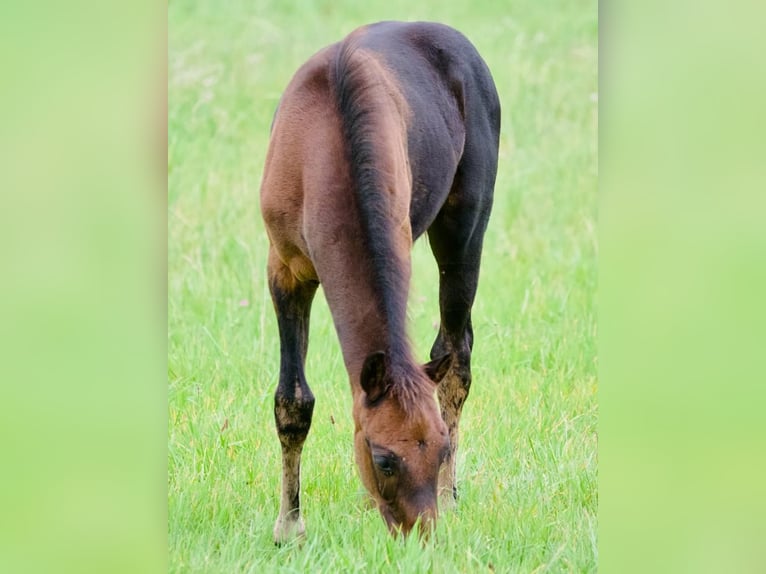 Oldenburg Stallion 1 year 16,1 hh Smoky-Black in Reichshof