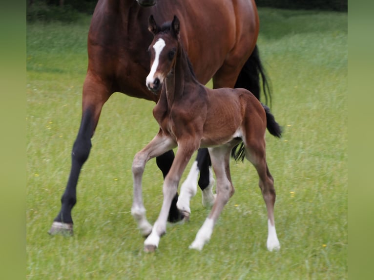 Oldenburg Stallion 1 year 16.2 hh Bay-Dark in Bramsche