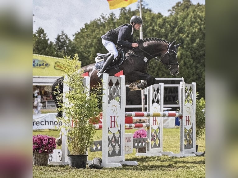 Oldenburg Stallion 1 year 16.2 hh Bay-Dark in Bramsche