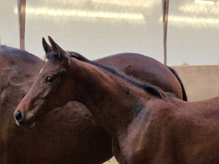 Oldenburg Stallion 1 year 16,2 hh Bay-Dark in Drentwede