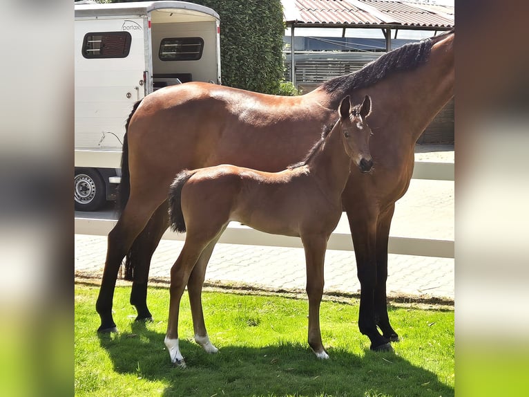 Oldenburg Stallion 1 year 16,2 hh Bay-Dark in Drentwede