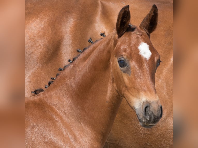 Oldenburg Stallion 1 year 16,2 hh Bay-Dark in Belgern