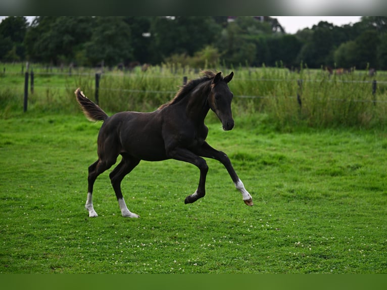 Oldenburg Stallion 1 year 16,2 hh Bay-Dark in Hamburg Osdorf