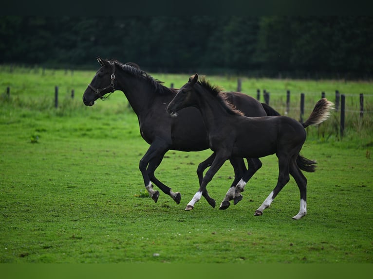 Oldenburg Stallion 1 year 16,2 hh Bay-Dark in Hamburg Osdorf