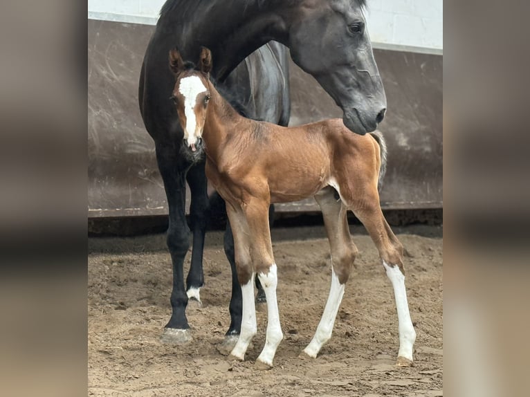 Oldenburg Stallion 1 year 16,2 hh Bay-Dark in Bramsche