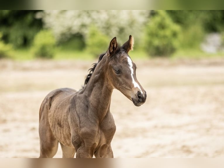 Oldenburg Stallion 1 year 16,2 hh Bay-Dark in Rosdorf