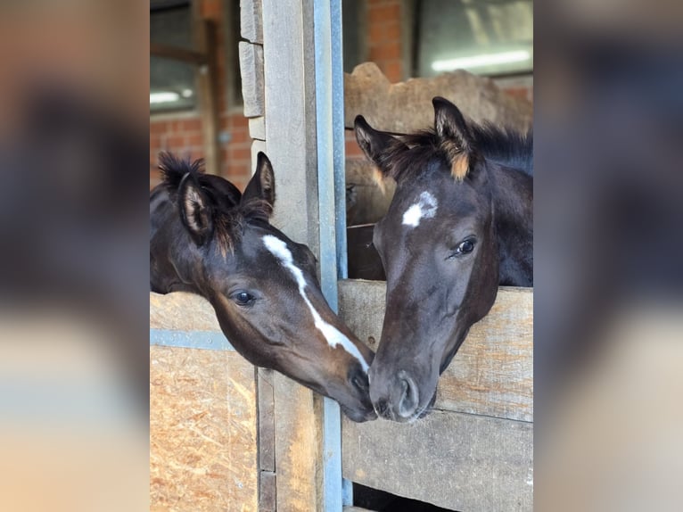 Oldenburg Stallion 1 year 16,2 hh Bay-Dark in Rosdorf