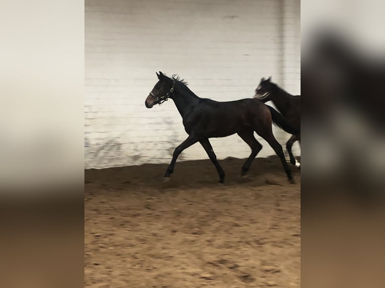 Oldenburg Stallion 1 year 16,2 hh Bay-Dark in Hiddenhausen