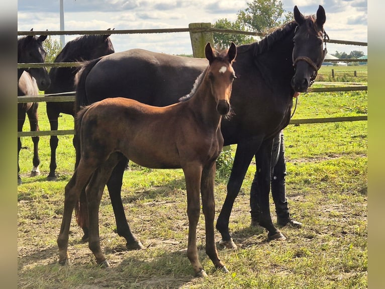 Oldenburg Stallion 1 year 16,2 hh Bay-Dark in Ehrenburg